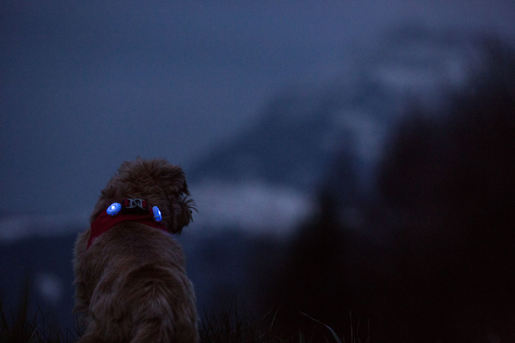 CURLI Luumi LED bezpečnostné svetielko na obojok CYAN