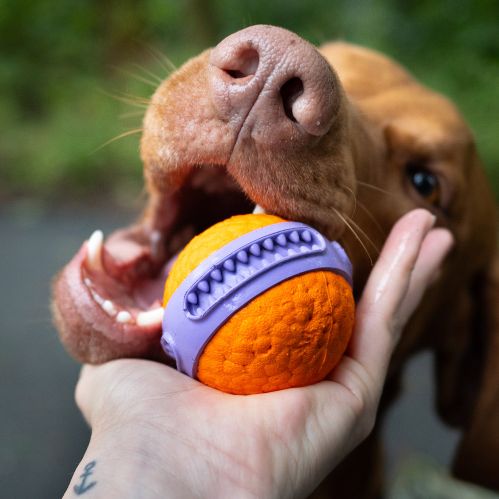 EXPLORER DOG Airball Dent 6 cm