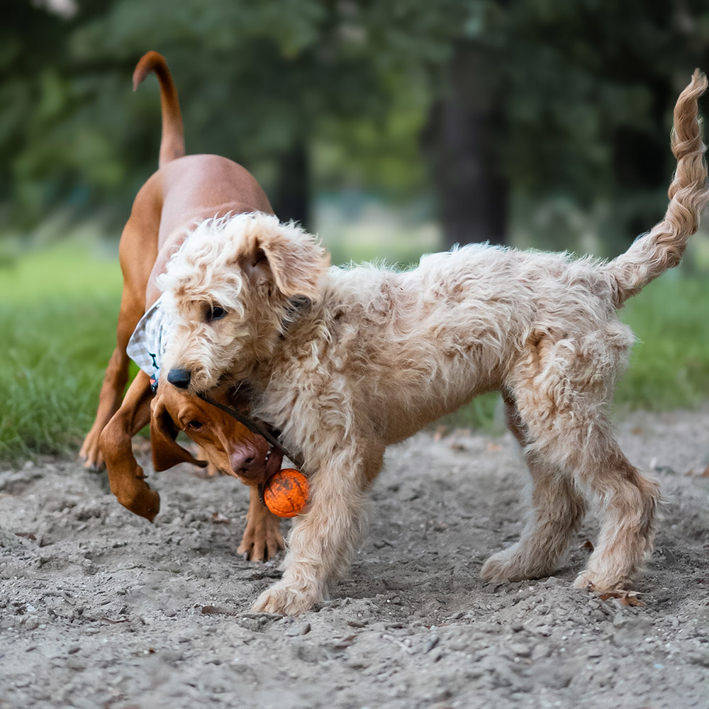 EXPLORER DOG AirBall na provaze Oranžový 6,5 cm