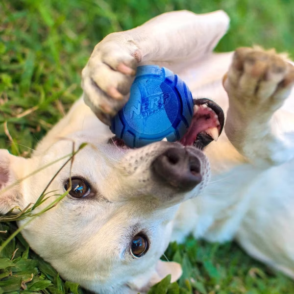 NERF DOG Darčekový set - svietiaca loptička Lightning 6,5 a Sonic loptička s vôňou arašidového masla