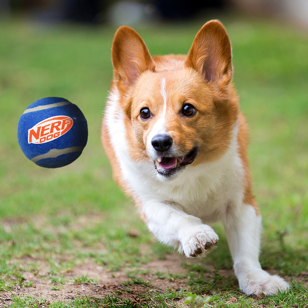 NERF DOG Hračka pre psov 3 ks pískacích tenisových loptičiek 6,5 cm