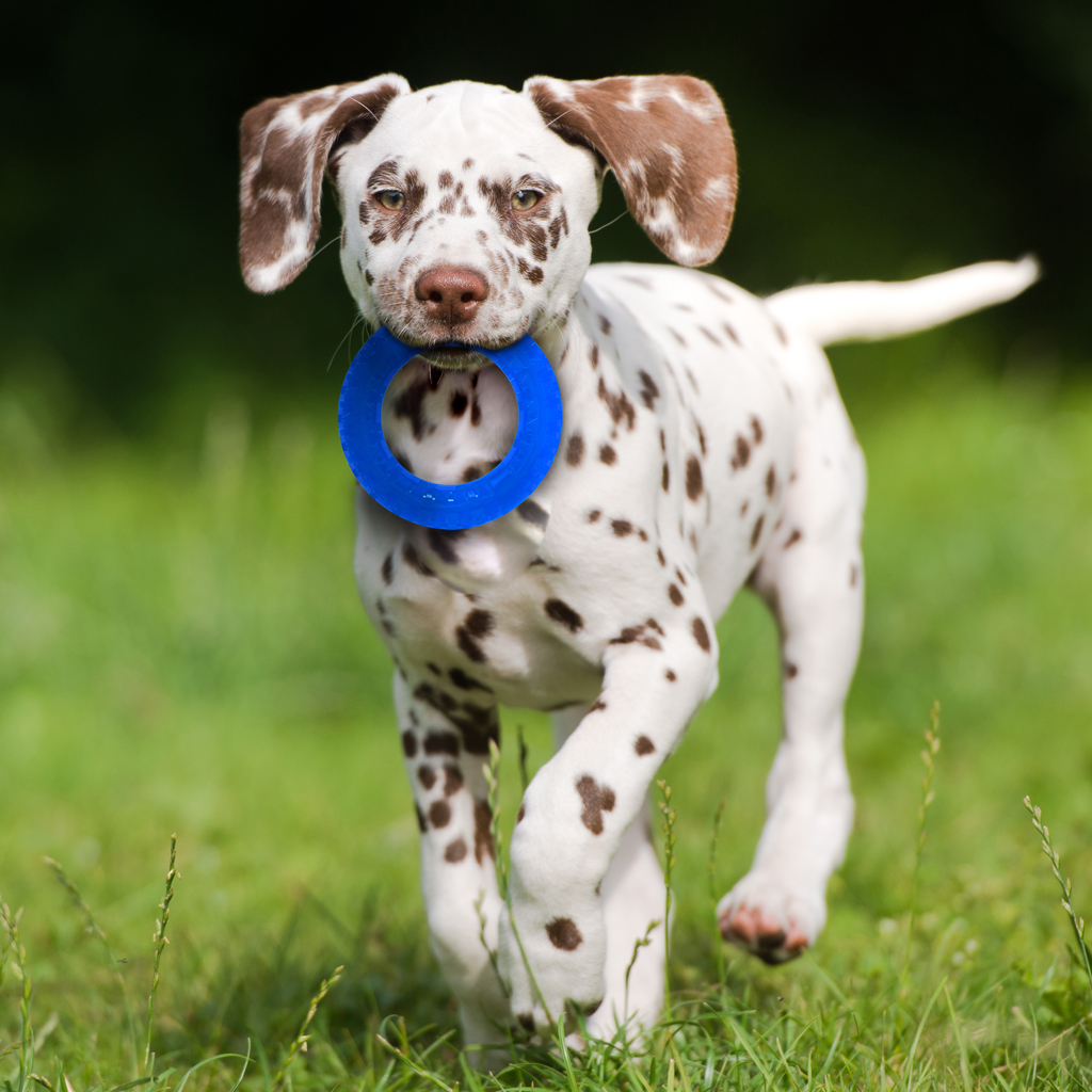 NERF DOG Hračka pre psov 3 ks priehľadných kruhov so spikami EXO 12,5 cm