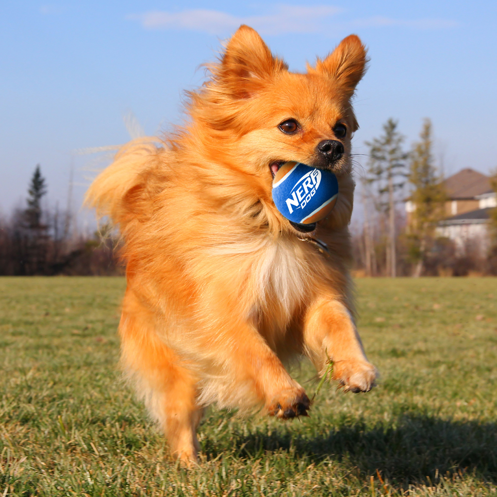 NERF DOG Hračka pre psov 3 ks tenisových loptičiek bez pískadla v tlakovej dóze 6,5 cm