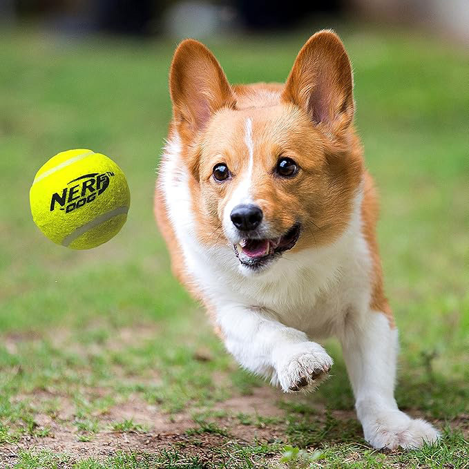 NERF DOG Hračka pre psov Blaster 30 cm bez klipu na loptičku + 3 ks pískacích tenisových loptičiek 5