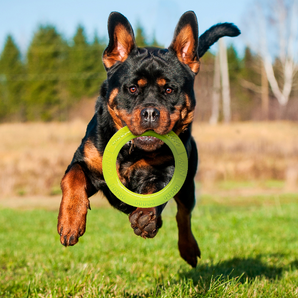 NERF DOG Hračka pre psov dentálne ťahadlo v tvare kruhu 23 cm