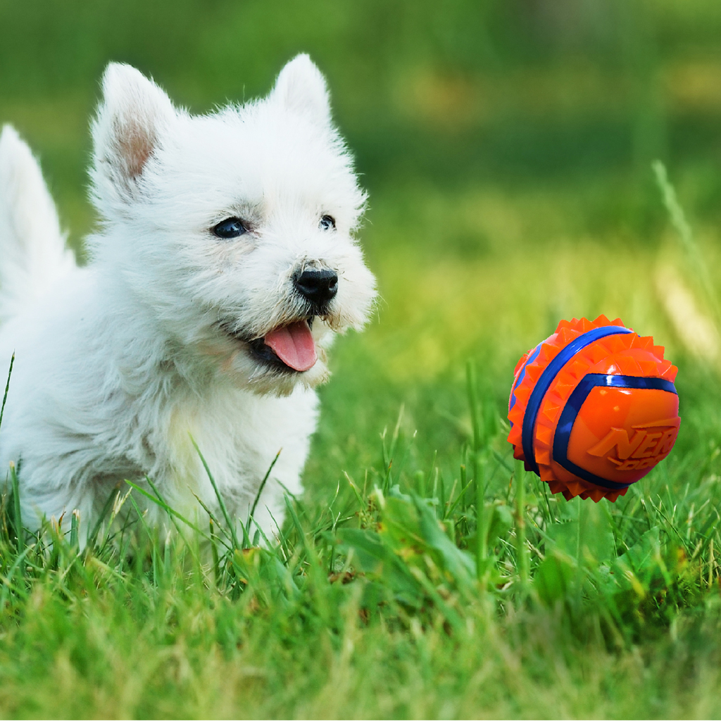 NERF DOG Hračka pre psov loptička so spikmi 9 cm