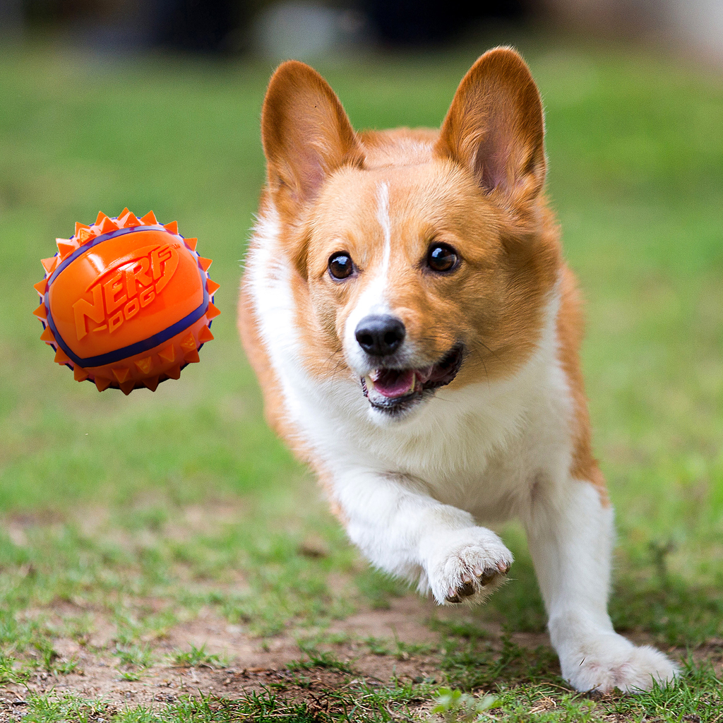 NERF DOG Hračka pre psov loptička so spikmi 9 cm