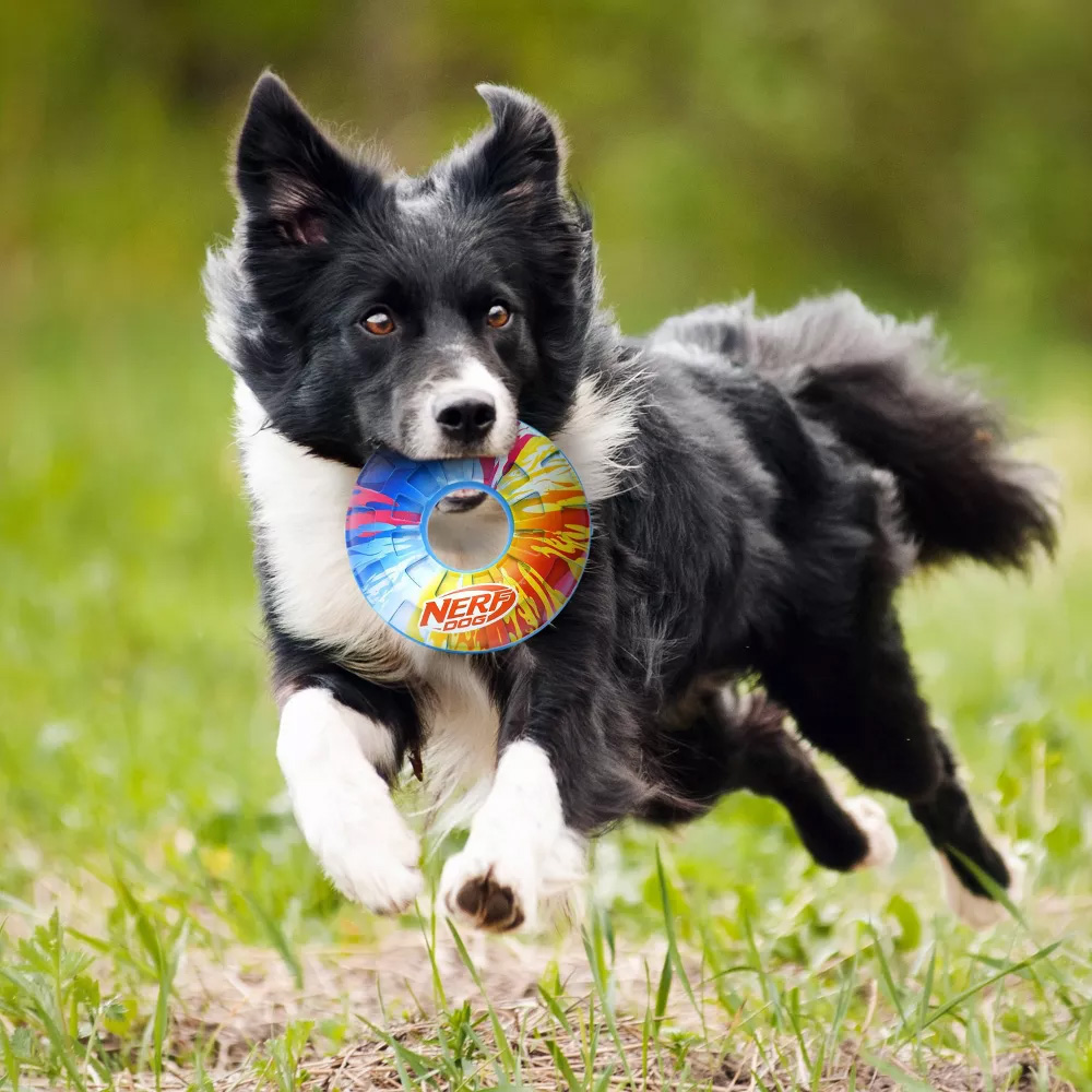 NERF DOG Hračka pre psov pískací kruh s farebným úchopom 15 cm