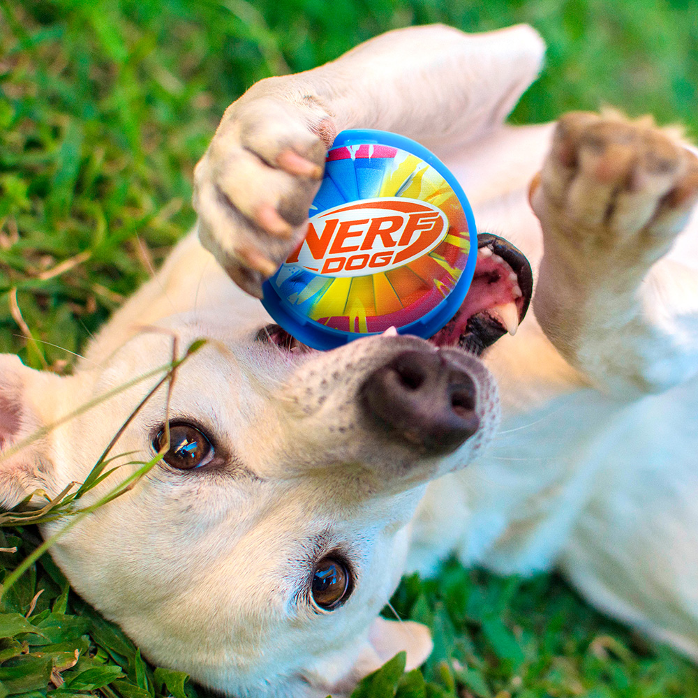 NERF DOG Hračka pre psov pískacia loptička s farebným úchopom 10 cm