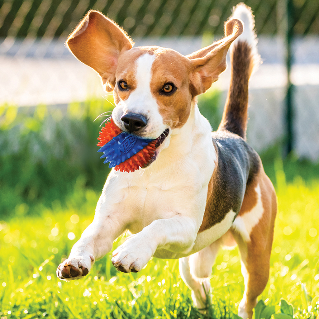 NERF DOG Hračka pre psov pískacia loptička so spikmi 6,9 cm